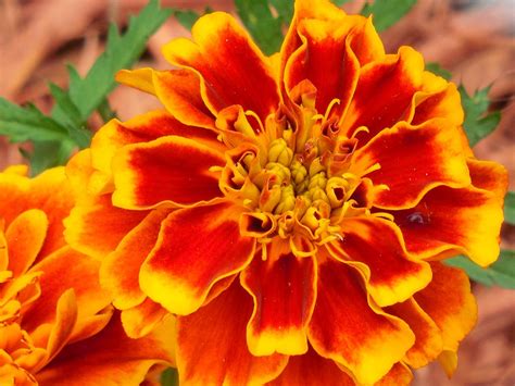 Free Photo Annual Marigold Plant Yellow Free Image On Pixabay
