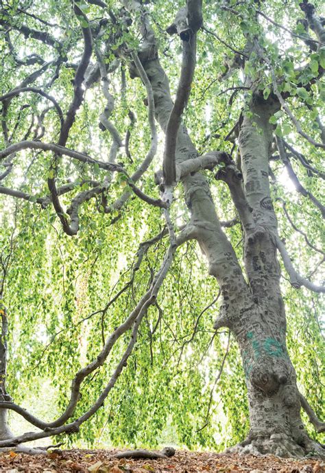 A Writers World Fagus Sylvatica ‘pendula Arnold Arboretum Arnold