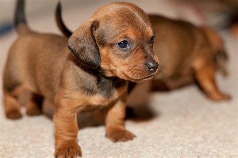 Small Cute Puppy Pictures Dachshund Puppies Dog Cães Fofos E Bébes