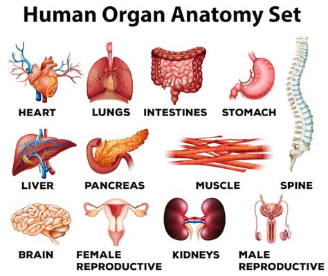 Premium Vector Human Organ Anatomy Set