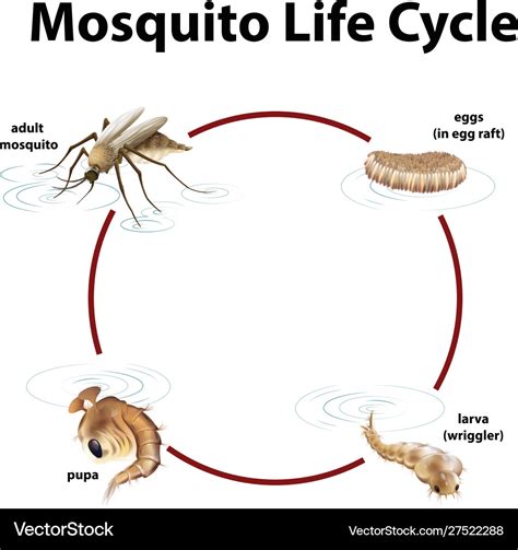 Diagram Showing Life Cycle Mosquito Royalty Free Vector