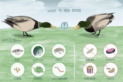 What Do Ducks Eat Wild Duck What To Feed Ducks Pet Ducks