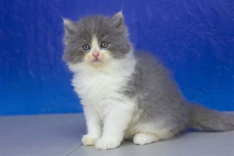 It was once considered to be a variant of the ragdoll cat but was established as a separate breed in 1994. Vance - Blue Bicolor Solid Male Ragamuffin Kitten | Cute ...