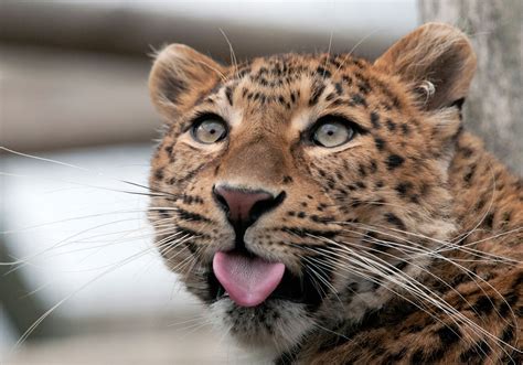 22 Adorable Animals Stick Out Their Tongues And Say Cheese