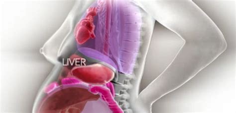 Crazy Video Shows How A Pregnant Womans Organs Move To Make Room For