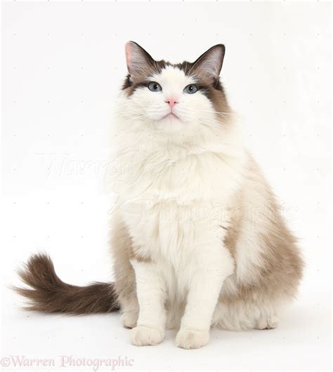 Ragdoll Cat Photo Wp39763