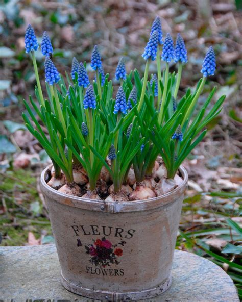 Muscari Armeniacum Bulbs Buy Grape Hyacinths Online At Farmer Gracy Uk