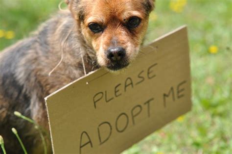 Adopting a dog can be a very rewarding experience. Adopt Or Shop? These Are The Pros And Cons