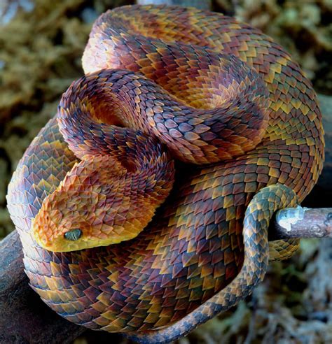 Fiche Atheris Squamigera