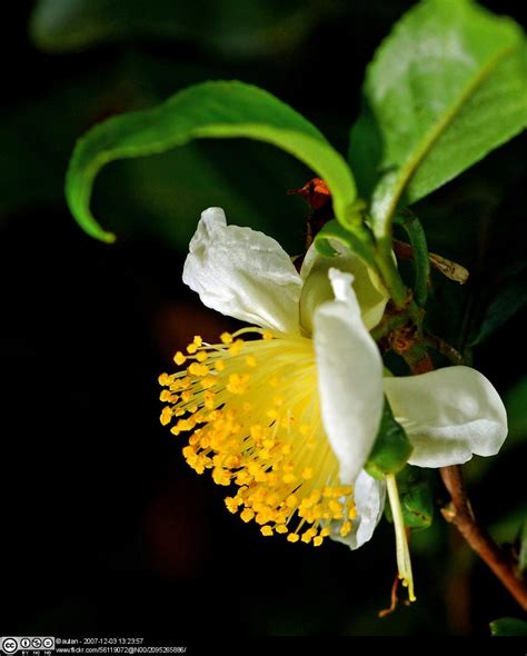 Camellia sinensis: A Blood Boiling and Tea Stained History | Tropical ...