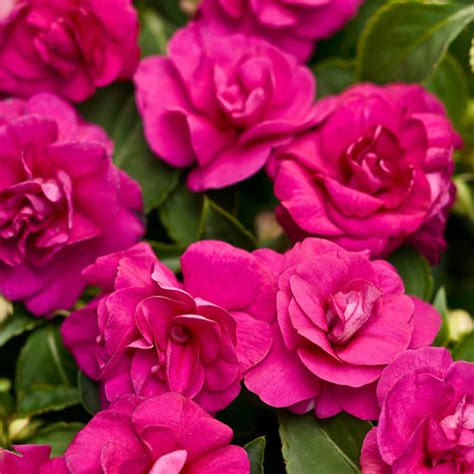 These romantic flowers are stunning and look similar to roses, and like roses have different meanings depending on the color. Rockapulco® Purple - Double Impatiens - Impatiens ...