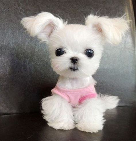 Is This The Cutest Internet Puppy Ever Cute Dogs World Cutest Dog