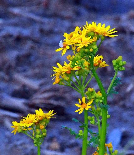 Yellow Wildflower Porter County Indiana Dan Davis Flickr