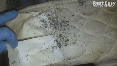 A bed bug mattress cover is essentially a huge ziploc bag that is used to encase your mattress (and every last bed bug on it prior to the cover being placed on) that will help you in more ways than one. Pest Control Services Photos | NYC & Long Island | Rest ...