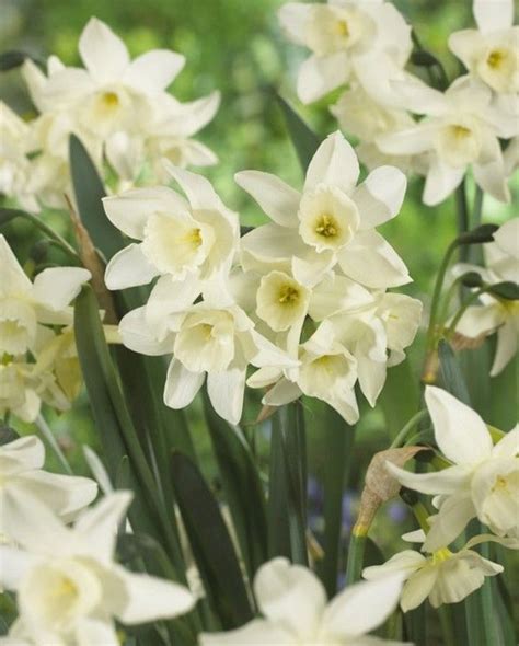 Narcissus Starlight Sensation