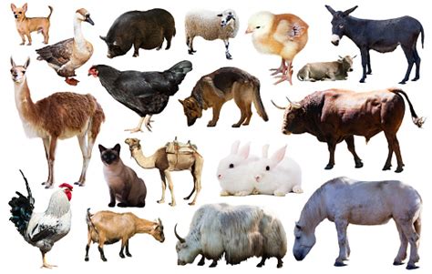 Domestic Animals Collection Stock Photo Download Image Now Cow
