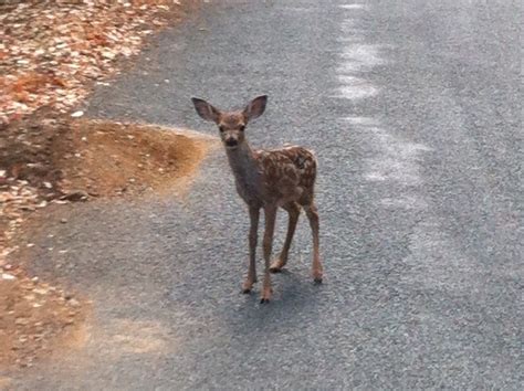 Deer Scream Blank Template Imgflip Hot Sex Picture