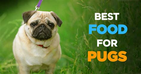 10 best dog food products for pug puppies reviewed. Best Dog Food for Pugs: What to Feed Your Pug & Feeding Tips
