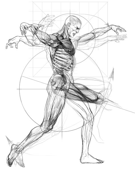 Pin de elivelton em Arts Anatomy Arte do corpo humano Anatomia do corpo humano Referência