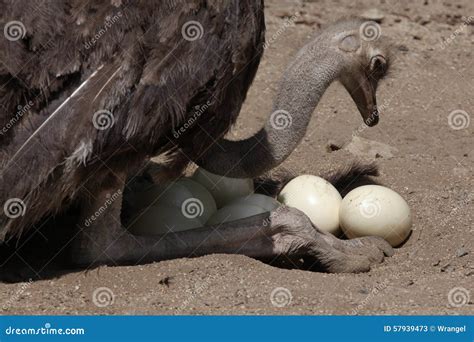 Ostrich Struthio Camelus Inspects Its Eggs In The Nest Stock Image