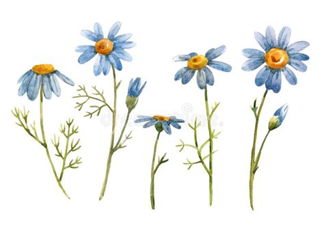 Watercolor Blue Chamomile Daisy Flower Stock Illustration