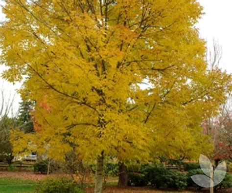 Fraxinus Pennsylvanica Cimmzam Cimmaron Ash Trees Speciality Trees