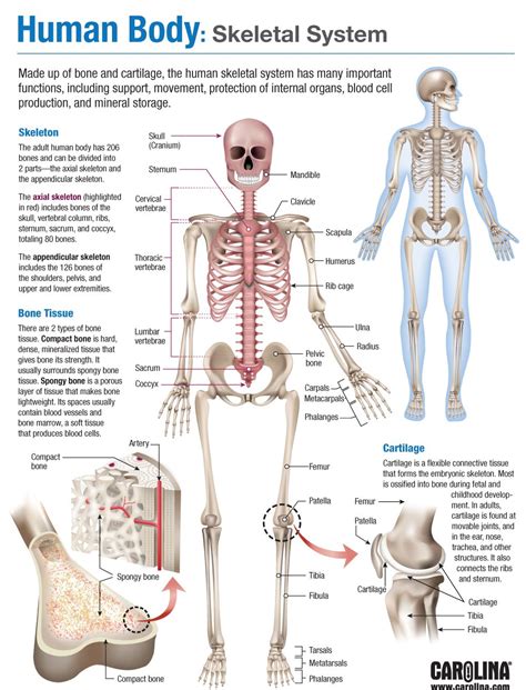Want to learn all of the bones in the human body? Human Body: Skeletal System | Carolina.com