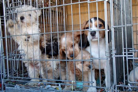 Online Puppy Mills International Fund For Animal Welfare Report
