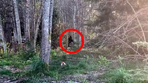 5 Werewolf Sighting Real Life Paranormal Top 5 Youtube