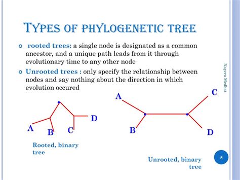 Types Of Phylogenetic Trees