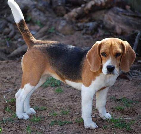 Beagle Legs Originally Posted By Kaida Beagles Beagle Breeds Dog