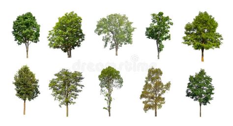 Set Of Isolated Trees On White Background The Collection Of Trees