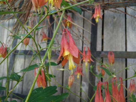 Img20160609100609 — Ontario Native Plant Nursery Container Grown