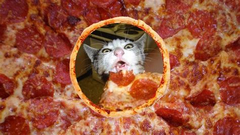 After more than 100 hours of research and studying over 50 sources, we've concluded that wet food is the overall best option for cats due to its high moisture levels and lower caloric content. Is Pizza Safe For Cats? - Purrfect Love