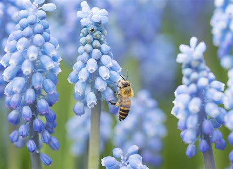 The Best Flowers For Bees Bob Vila