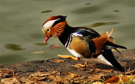 Tapety Mandarin Duck Rybník Barva Peří Pták 1920x1200 Goodfon