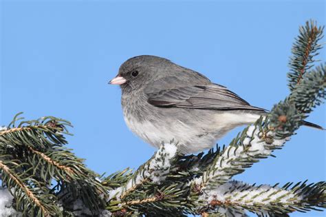 Backyard Winter Birds In Indiana