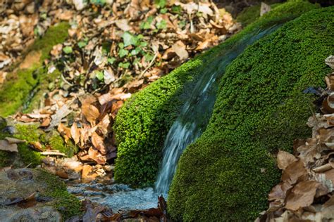 Spring Flows From Rocks Covered With Moss Spring That Fill Flickr