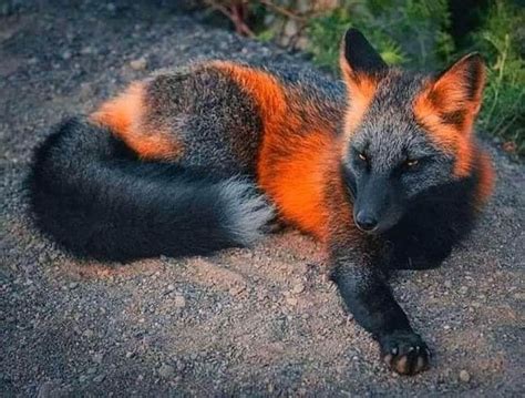 A Rare Unique Orange And Black ‘fire Fox Explain And Photos