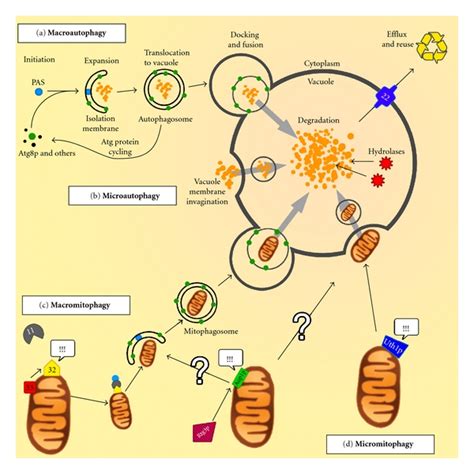 Overview Of Autophagy And Mitophagy In Yeast A Macroautophagy