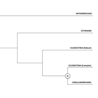 Phylogenetic Relationships According To The Naked Coral Hypothesis Download Scientific