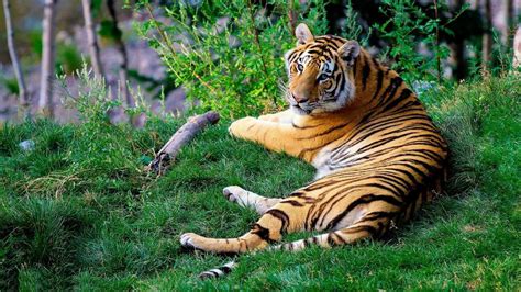 Tygrys Bengalski Ciekawostki Fakty Oraz Informacje Fajne Podr E
