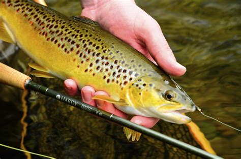 Brown Trout Fish
