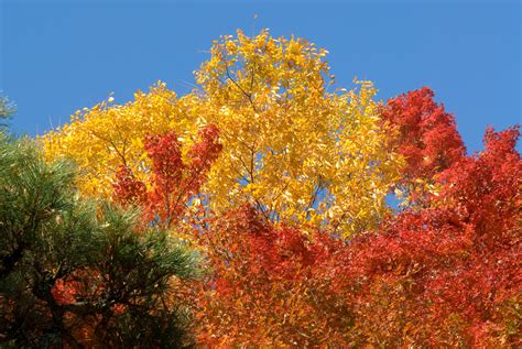 Jeffrey Friedls Blog Kyoto Fall Color Preview