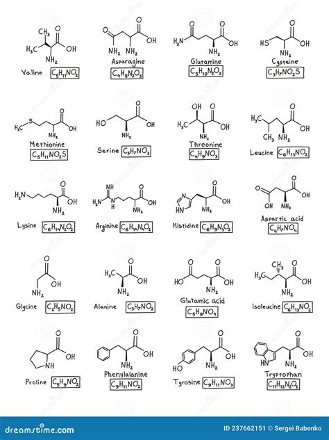 Hand Drawn Set Chemical Molecular Formula Of Amino Acids In Doodle Style Isolated Stock Vector