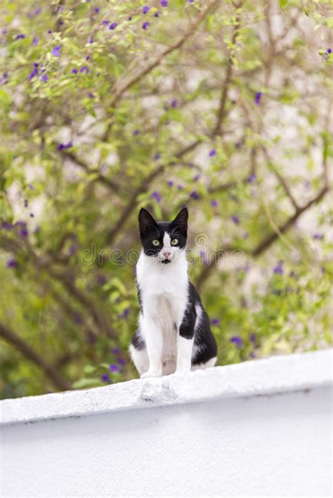 Black And White Colored Stray Cat Stock Image Image Of Outside