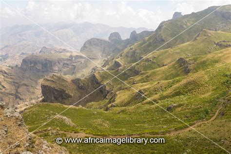 Photos And Pictures Of Afro Alpine Vegetation On Mount Abune Yoseph