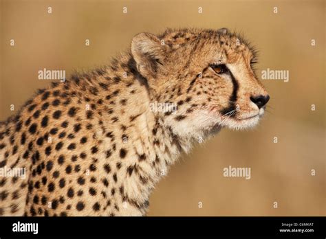 Cheetah Side View Portrait Stock Photo Alamy