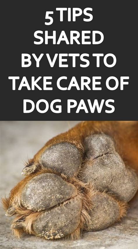 How To Care For Your Dogs Paw Pads Dog Paw Pads Dog Paw Care Dry Paws