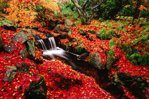 Red Leaves Beautiful Fall Landscapes Hd Wallpapers Hq
